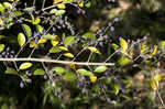 Chinese privet